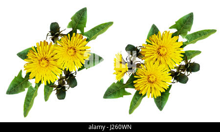 Set of dandelion flowers and buds arrangement isolated on white. Flat lay. Top view. Stock Photo