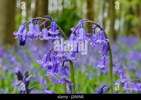 Close-up view of English bluebells (Hyacinthoides non-scripta) in a bluebell wood in Wiltshire, England, UK Stock Photo