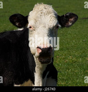 Cow with open mouth lying on pasture.Anglesey,North Wales,Uk.Organic farm,happy animal. Stock Photo