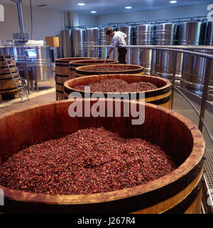 Pigeage, oak barrels Pinot Noir Grapes breaking fermenting skin crust La Sablière modern hi tech winery Louis Jadot. Beaune, Côte d'Or, France. Stock Photo