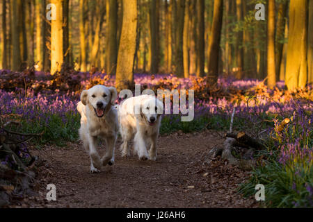 Two golden retrievers in the Dockey Wood bluebells at sunset - Ashridge Estate, Hertfordshire Stock Photo
