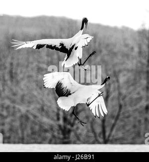 Two Japanese cranes in flight. Japan. Hokkaido. Tsurui. Great illustration. Stock Photo