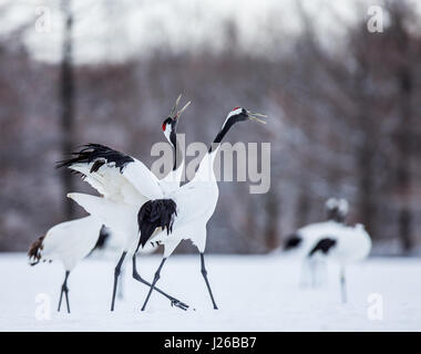 Two Japanese cranes stand in the snow. Japan. Hokkaido. Tsurui. Great illustration. Stock Photo