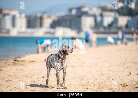 Beautiful dogs running  around on a beach and playing Stock Photo