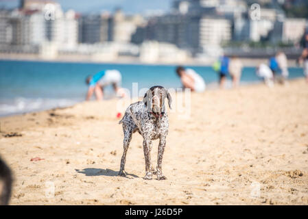 Beautiful dogs running  around on a beach and playing Stock Photo