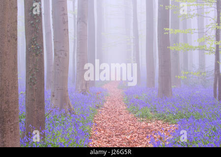 A path through a beautiful blooming bluebell forest. Photographed on a foggy morning in the Forest of Halle (Hallerbos) in Belgium. Stock Photo