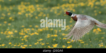 A beautiful pheasant bird flying through a dandelion field in England Stock Photo