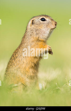 European ground squirrel (Spermophilus citellus) standing on its hindlegs, National Park Neusiedler See, Seewinkel, Burgenland Stock Photo