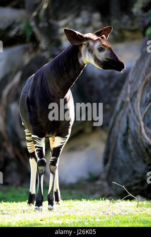 Okapi (Okapia johnstoni), adult alert, occurrence Congo, Africa, captive Stock Photo
