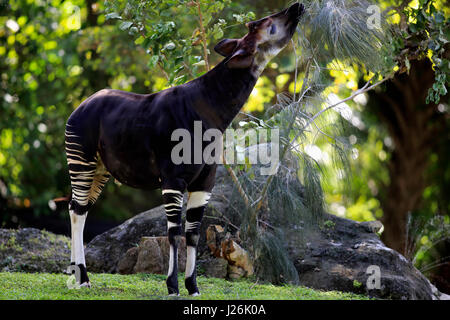 Okapi (Okapia johnstoni), adult-eating, Occurrence in Africa, captive Stock Photo