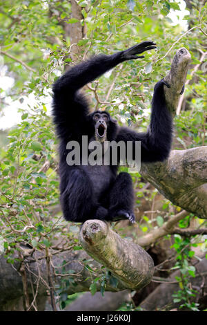 Siamang (Symphalangus syndactylus), adult calling, occurrence in Southeast Asia, captive Stock Photo