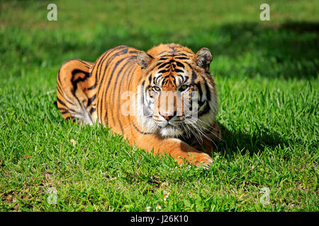 Sumatra tiger (Panthera tigris sumatrae) lying in the grass, adult male, alert, occurrence in Sumatra, Asia, captive