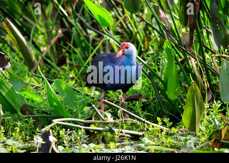 American purple gallinule (Porphyrio martinicus) between aquatic plants, adult on food search, Wakodahatchee Wetlands Stock Photo