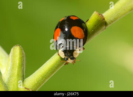 Asian ladybug (Harmonia axyridis) on plant stem, Neobiont, Switzerland Stock Photo
