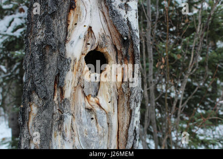 Bird Nest Hole Inside a Spruce Tree. Stock Photo