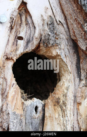 Bird Nest Hole Inside a Spruce Tree. Stock Photo