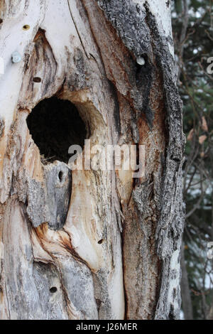 Bird Nest Hole Inside a Spruce Tree. Stock Photo