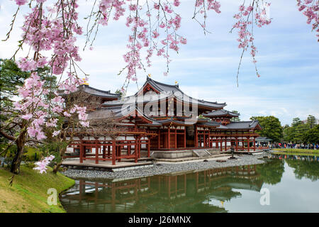 Byodo-in Temple in Uji, Kyoto, Japan during spring. Cherry blossom in Kyoto, Japan. Stock Photo