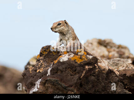 A Barbary Ground Squirrel, Atlantoxerus getulus on a volcanic rock in Fuerteventura, Spain. Stock Photo