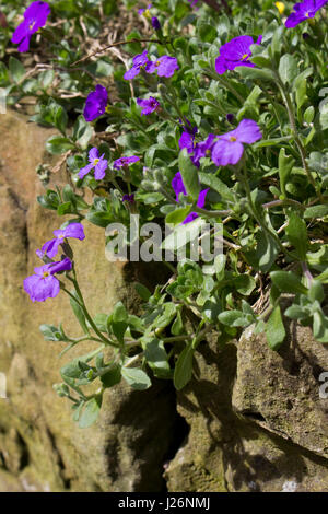 Purple Aubretia in flower Stock Photo