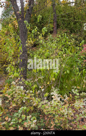Houttuynia cordata Chameleon ground covering perennial plants and a elm Ulmus resista tree in a private backyard garden in autumn Stock Photo