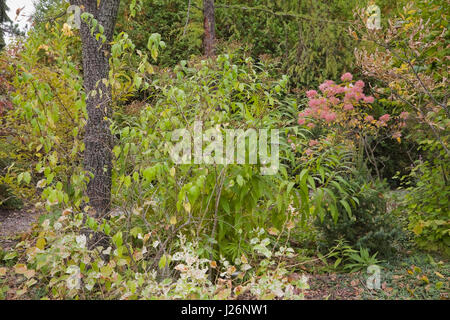 Houttuynia cordata Chameleon ground covering perennial plants and a elm Ulmus resista tree with a pink flowering Mega Pearl hydrangea paniculata Stock Photo