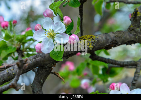 A blossoming apple tree branch is photographed close-up Stock Photo