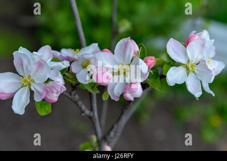 A blossoming apple tree branch is photographed close-up Stock Photo