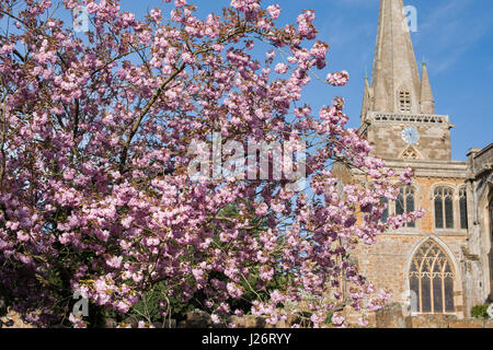 Cherry tree blossom in front of St Mary's church, Adderbury, Oxfordshire, England Stock Photo