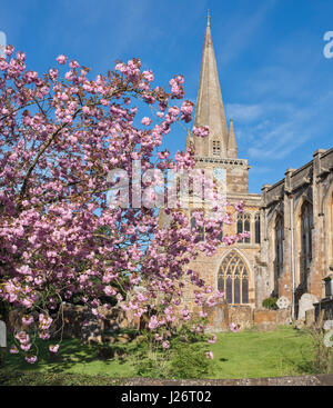 Cherry tree blossom in front of St Mary's church, Adderbury, Oxfordshire, England Stock Photo