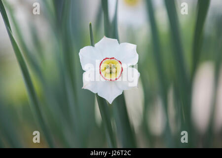 Narcissus poeticus var. hellenicus. Daffodil flower. Narcissus Pheasant Eye Stock Photo