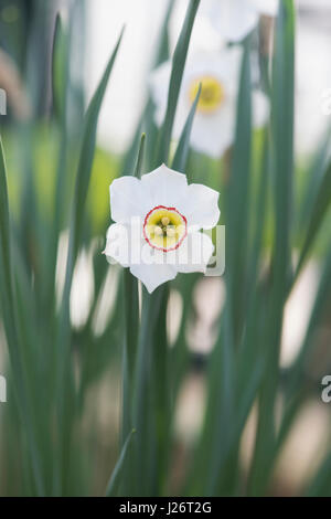 Narcissus poeticus var. hellenicus. Daffodil flower. Narcissus Pheasant Eye Stock Photo