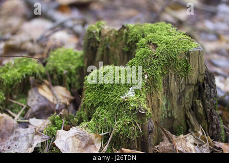 Old tree stump with green moss in spring forest. Natural background Stock Photo