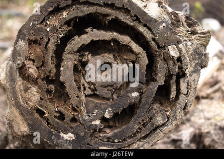 Pine rotten trunk in the spring forest Stock Photo