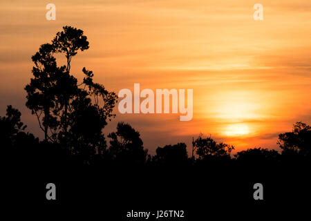 Sunset behind the trees seen from a boat in the amazon river. Stock Photo