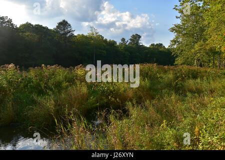 Beautiful riverbank in summer Stock Photo