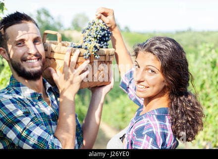 young couple picks grapes in vineyard Stock Photo