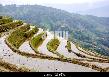 Beautiful rice terraced fields scenery in spring Stock Photo