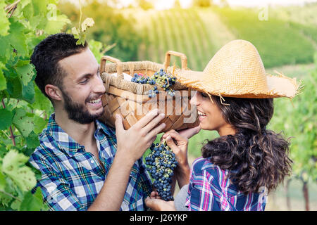 young couple picks grapes in vineyard Stock Photo