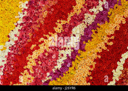 Colourful wall made of roses. Natural flowers. Stock Photo