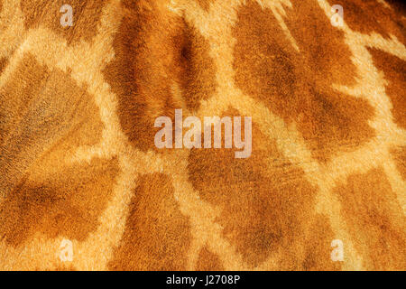 Giraffe skin with spots,Animals on the zoo Stock Photo
