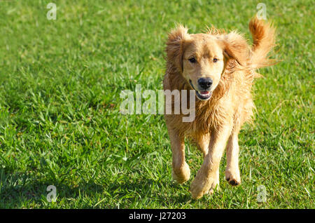 Happy dog running on a green field. Golden Retriever dog. Stock Photo