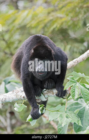 Mantled howler (Alouatta palliata) alpha male of group Panama Stock Photo