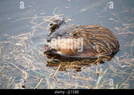 Muskrat eating grass in water. Stock Photo
