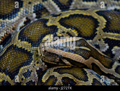 Green Burmese Python Stock Photo - Alamy