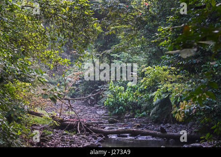 Stream running through tropical rain forest in the Darién National Park Panama Stock Photo