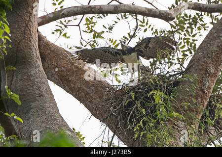 Harpy Eagle Harpia harpyja female at nest with six week old chick in Darién National Park Panama Stock Photo