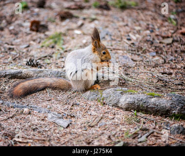 Squirrel on the forest ground eats the nut. Stock Photo