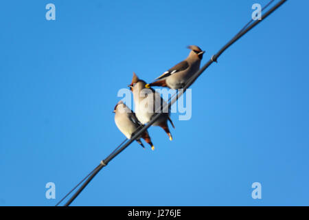 many small birds sitting on wires in the winter air Stock Photo