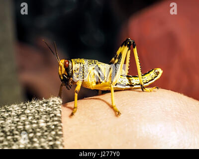 Beautiful black and yellow grasshopper Shoot close on human arm Stock Photo